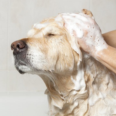 dog grooming Washing-Dog background Image